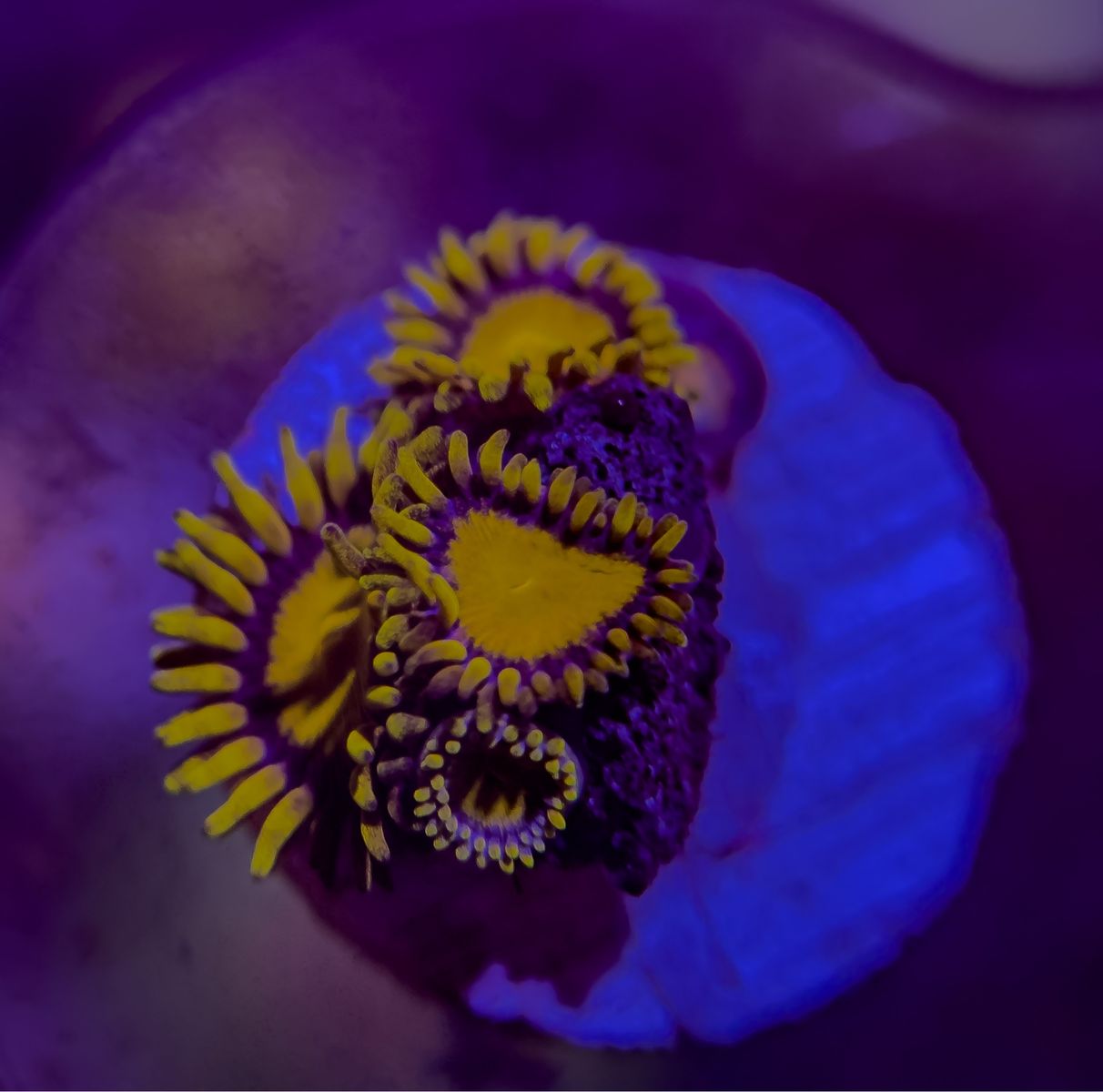 King Midas zoas