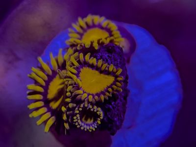 King Midas zoas