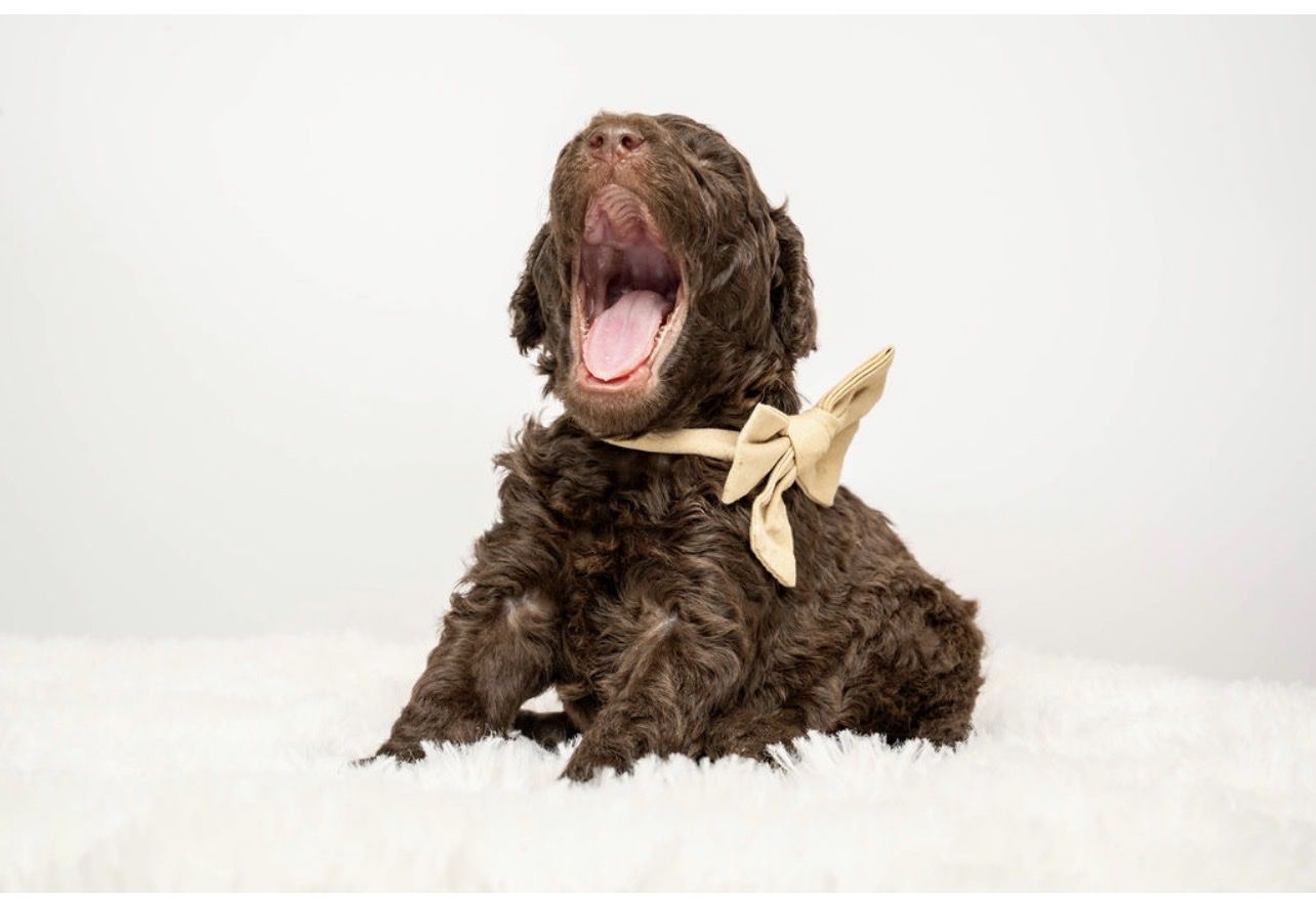 AKC Moyen Poodle Puppy - Timber (Male, Brown)
