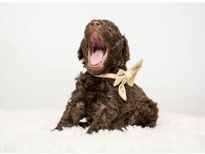AKC Moyen Poodle Puppy - Timber (Male, Brown)