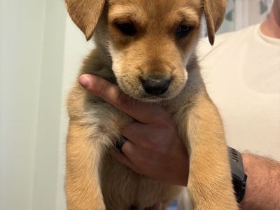 Hello my name is Cam (grey)