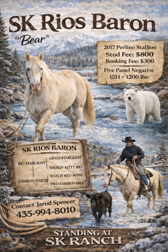 SK Rios Baron Perlino GRAYS STARLIGHT