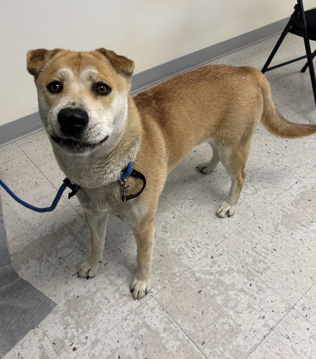 A163438 Killian is Available for Adoption!