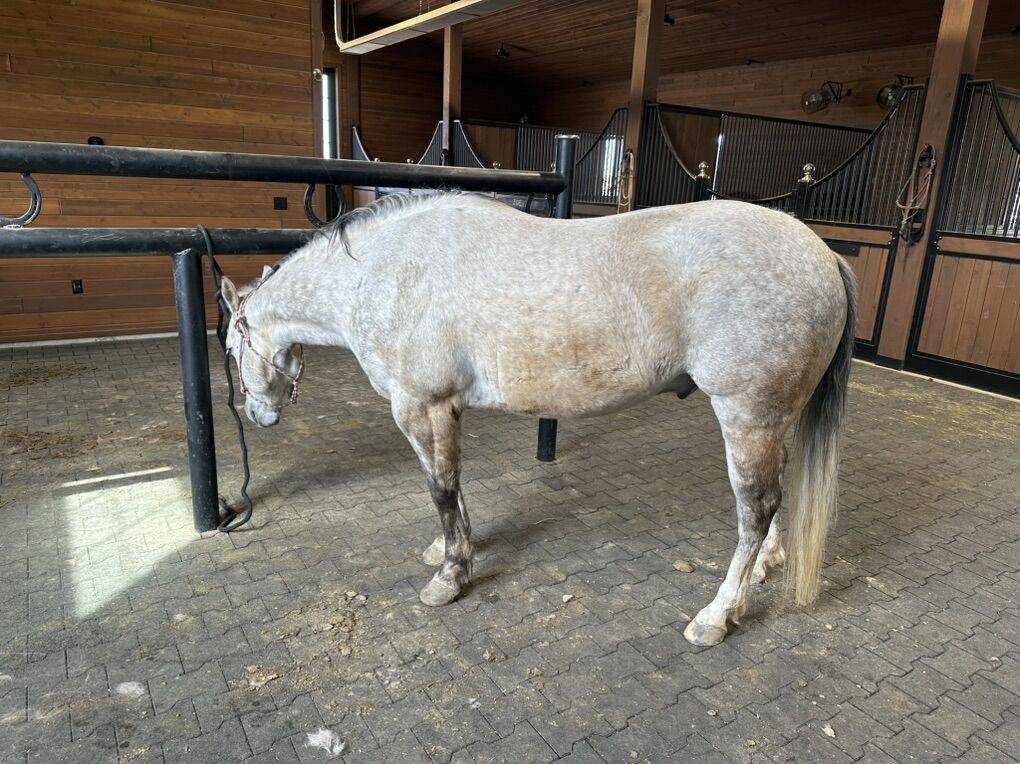 Finished Reining Gelding