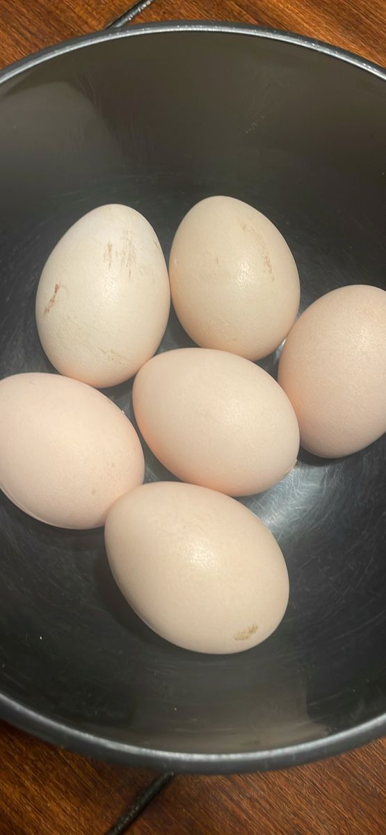 Peacock hatching eggs