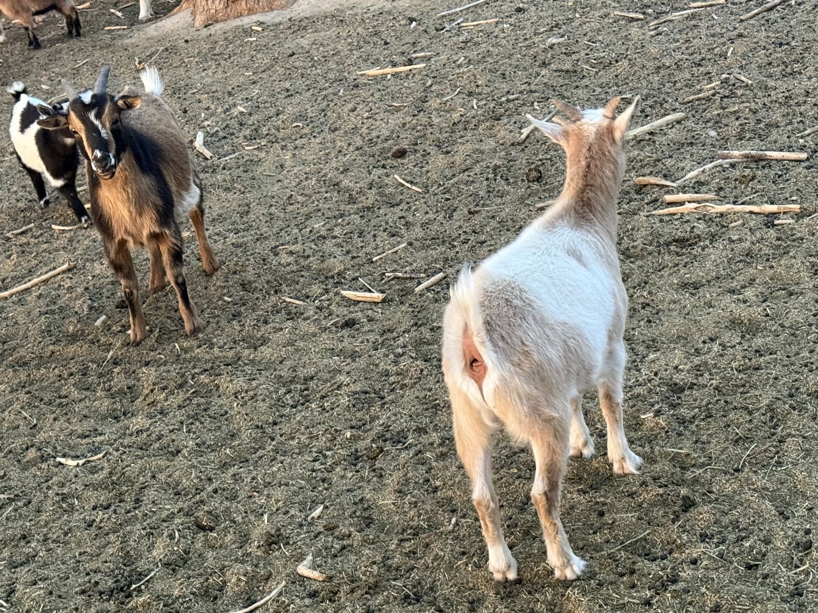 2 — 1 year old wethers for sale