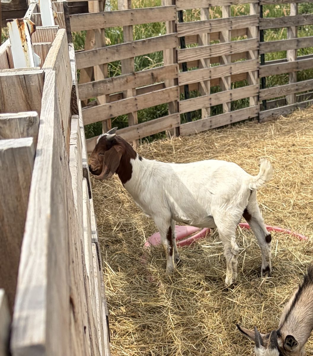 Boer wether goat