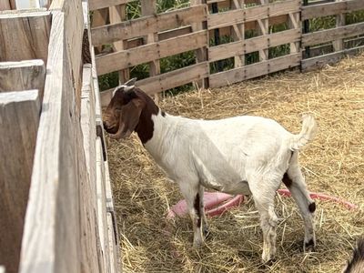 Boer wether goat