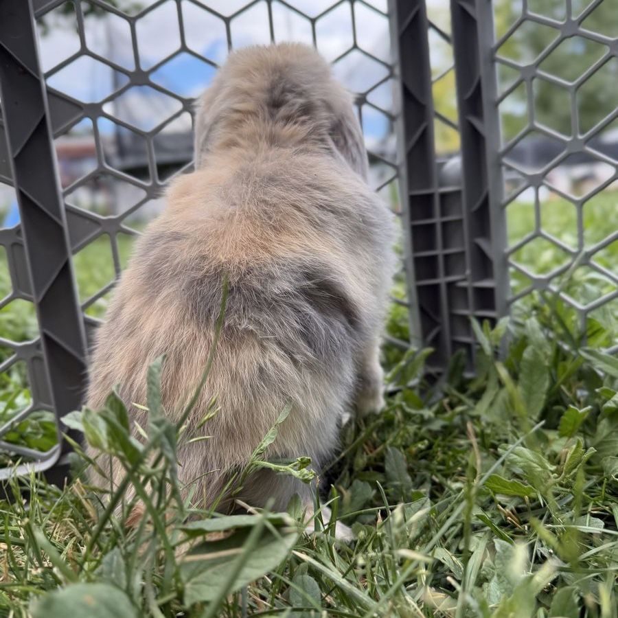 Holland Lop Buck