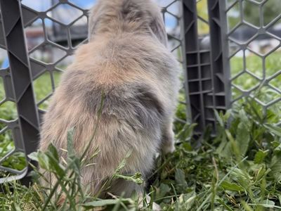 Holland Lop Buck