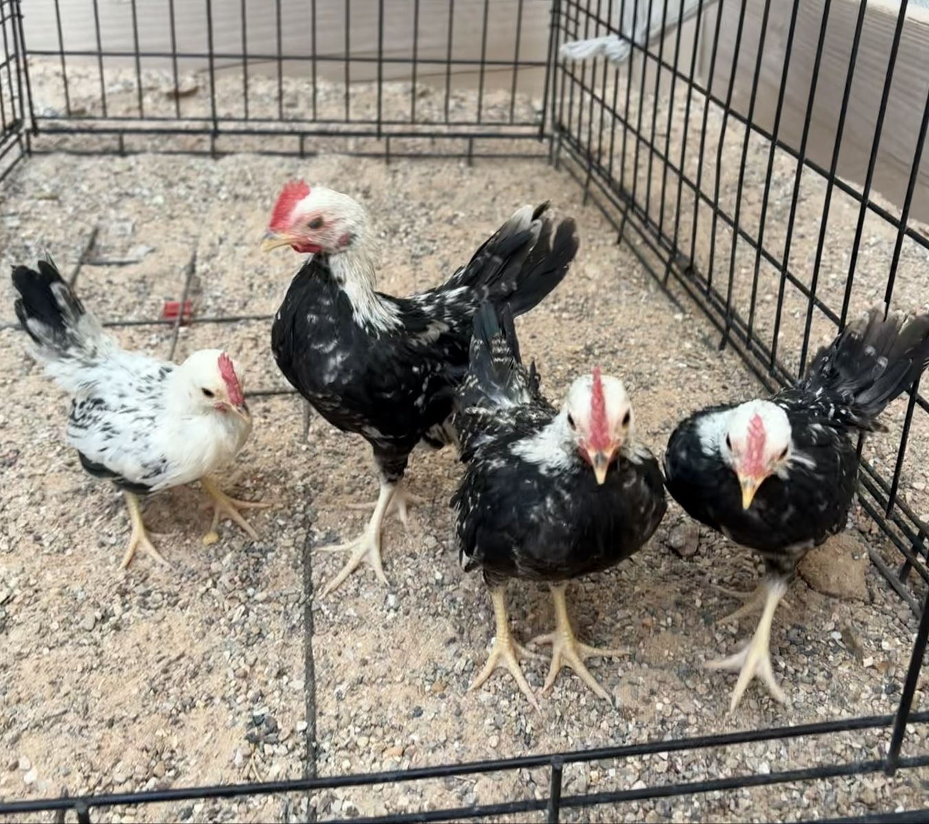 Bantam Roosters- 7 weeks old