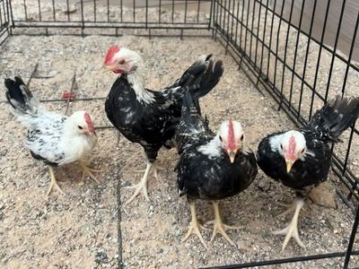 Bantam Roosters- 7 weeks old