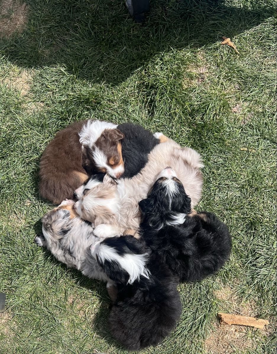 ASDR Mini Aussies/Miniature Australian Shepherds
