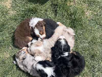 ASDR Mini Aussies/Miniature Australian Shepherds