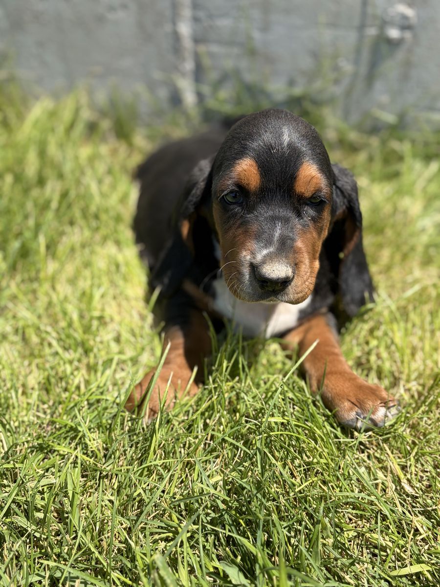 AKC Registered Basset Hound Puppies - Tri-color  and lemon- 7 Weeks Old, Shots & De-wormed