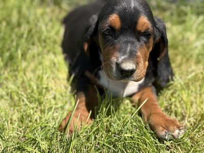 AKC Registered Basset Hound Puppies - Tri-color and lemon- 7 Weeks Old, Shots & De-wormed