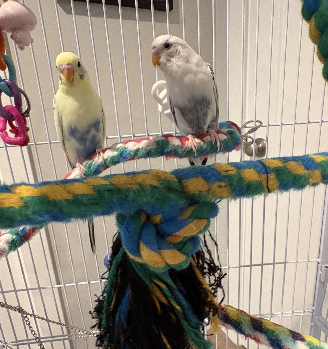 2 birds with cage for sale