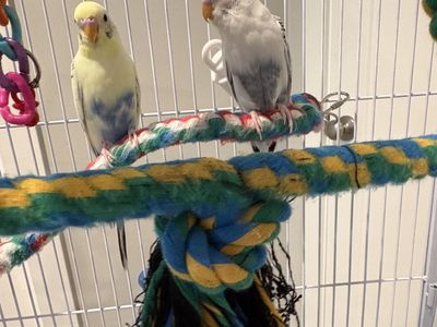 2 birds with cage for sale
