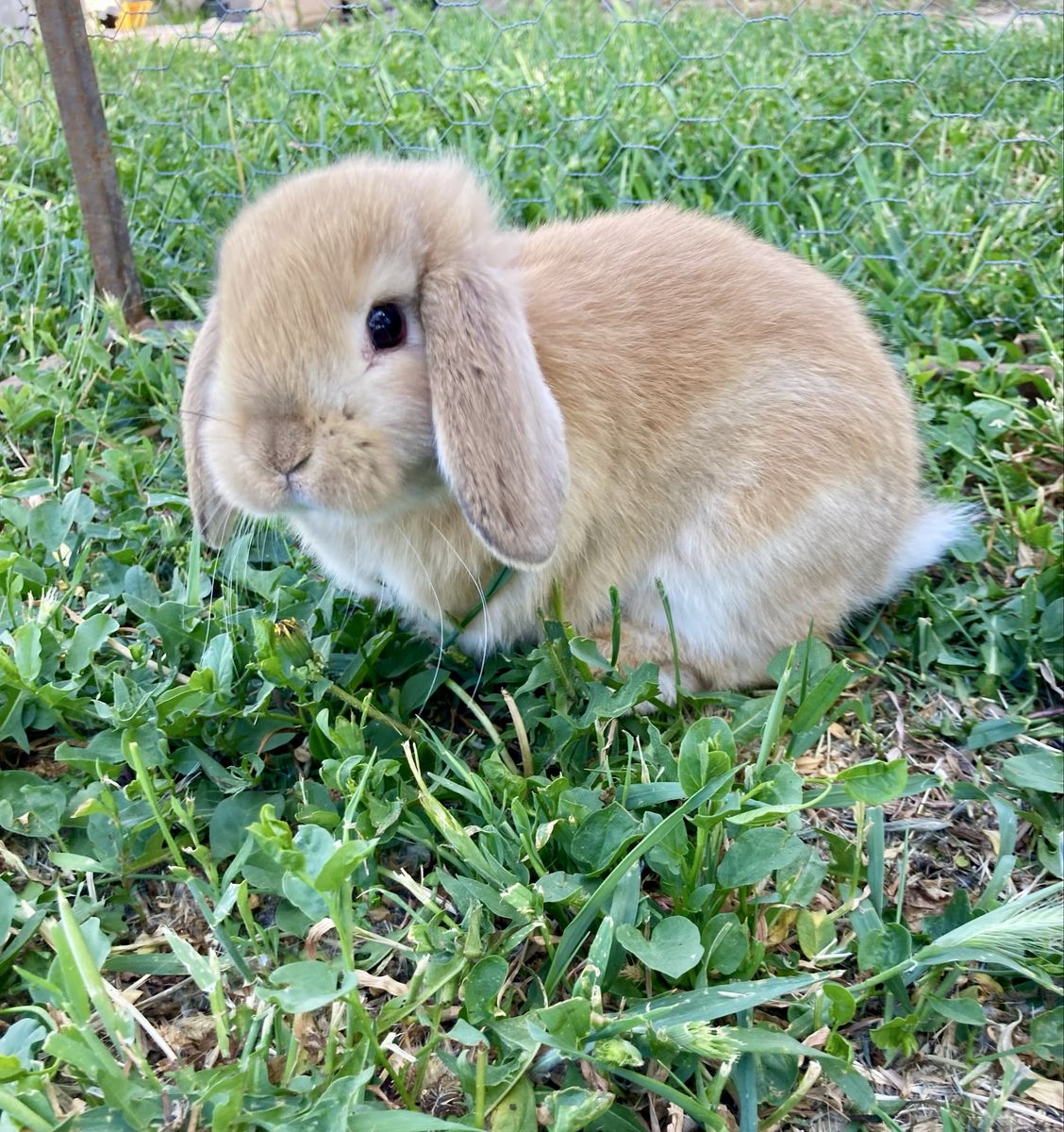 Mini Lop/Plush Lop Mix Bunnies