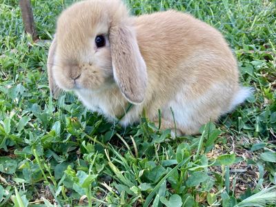 Mini Lop/Plush Lop Mix Bunnies