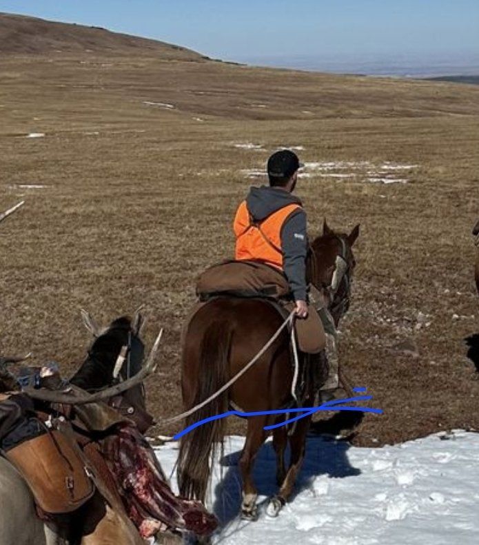 Gelding quarter horse