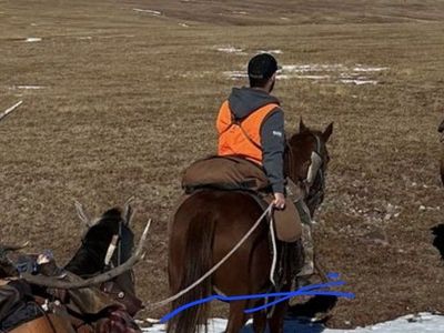 Gelding quarter horse