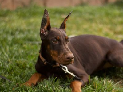 European Doberman Female Puppies