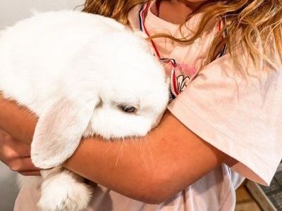 Everything, including the two rabbits, is $150.