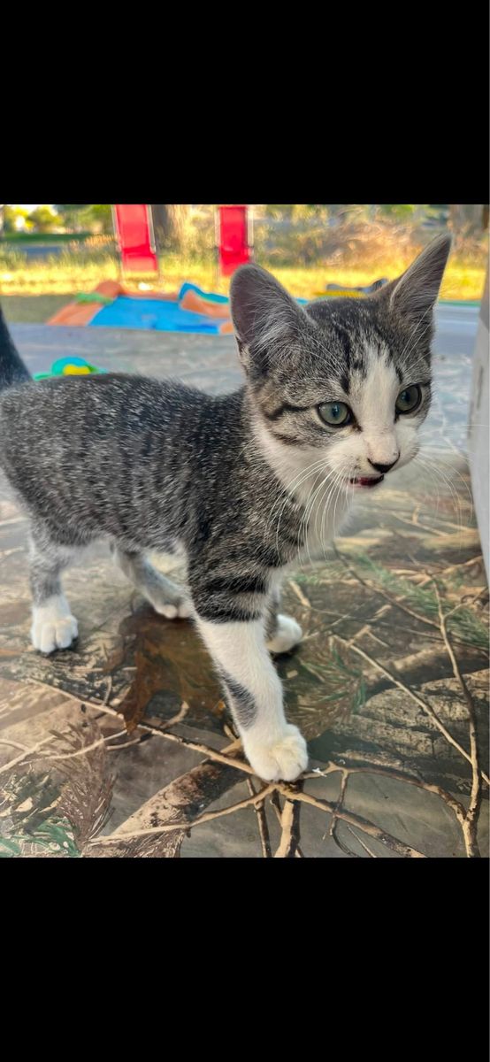 Adorable Kitten - Grey Tabby & White, 12 week old male kitten