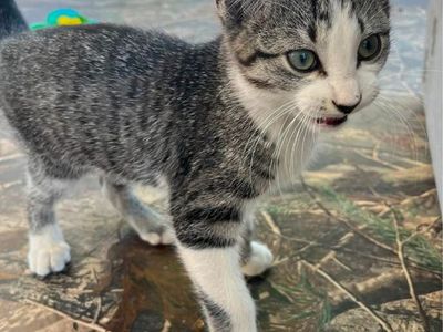 Adorable Kitten - Grey Tabby & White, 12 week old male kitten