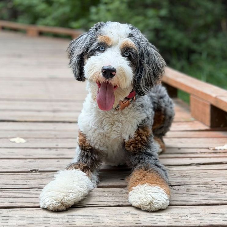 Professionally Trained Bernedoodle Puppy