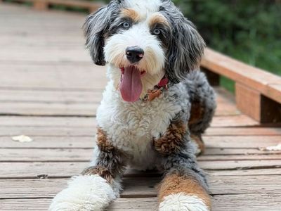 Professionally Trained Bernedoodle Puppy