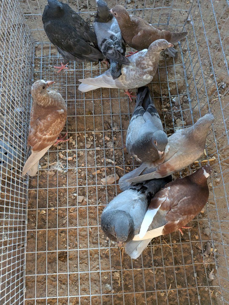 pigeons