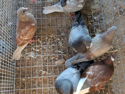 pigeons