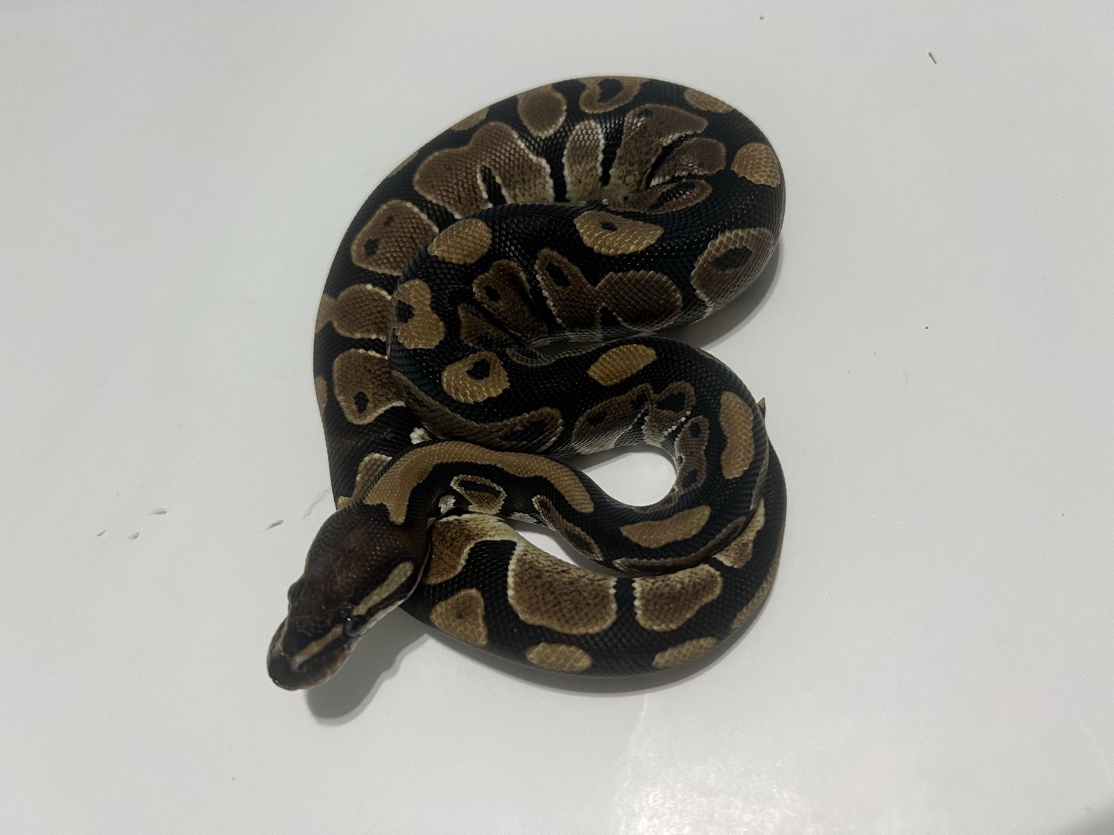 Ball Python Reptile #22