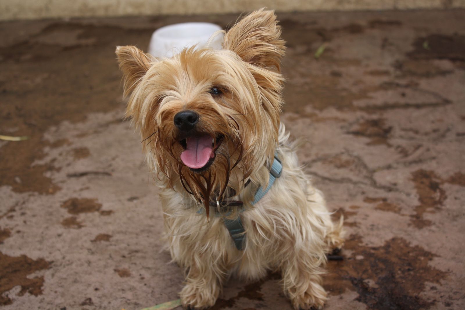 Loving 14-Year-Old Yorkshire Terrier in Need of a Good Home