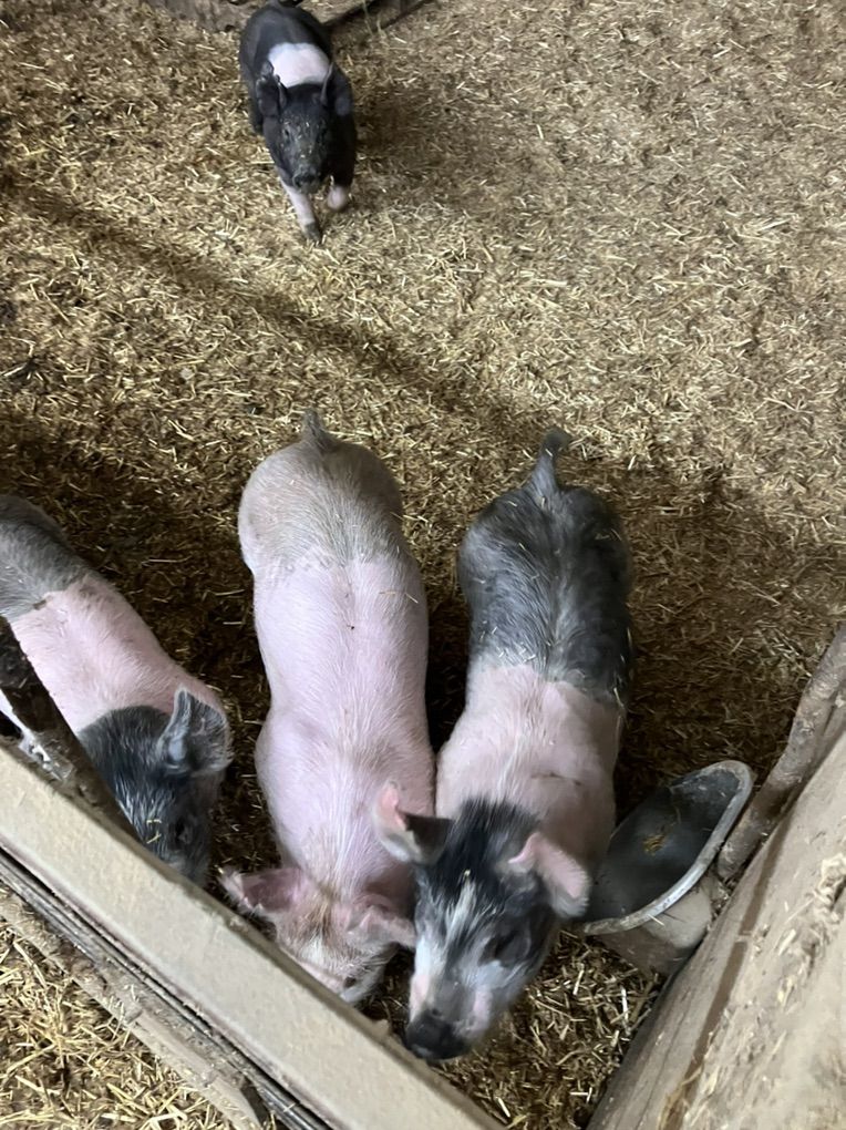 Show Pigs