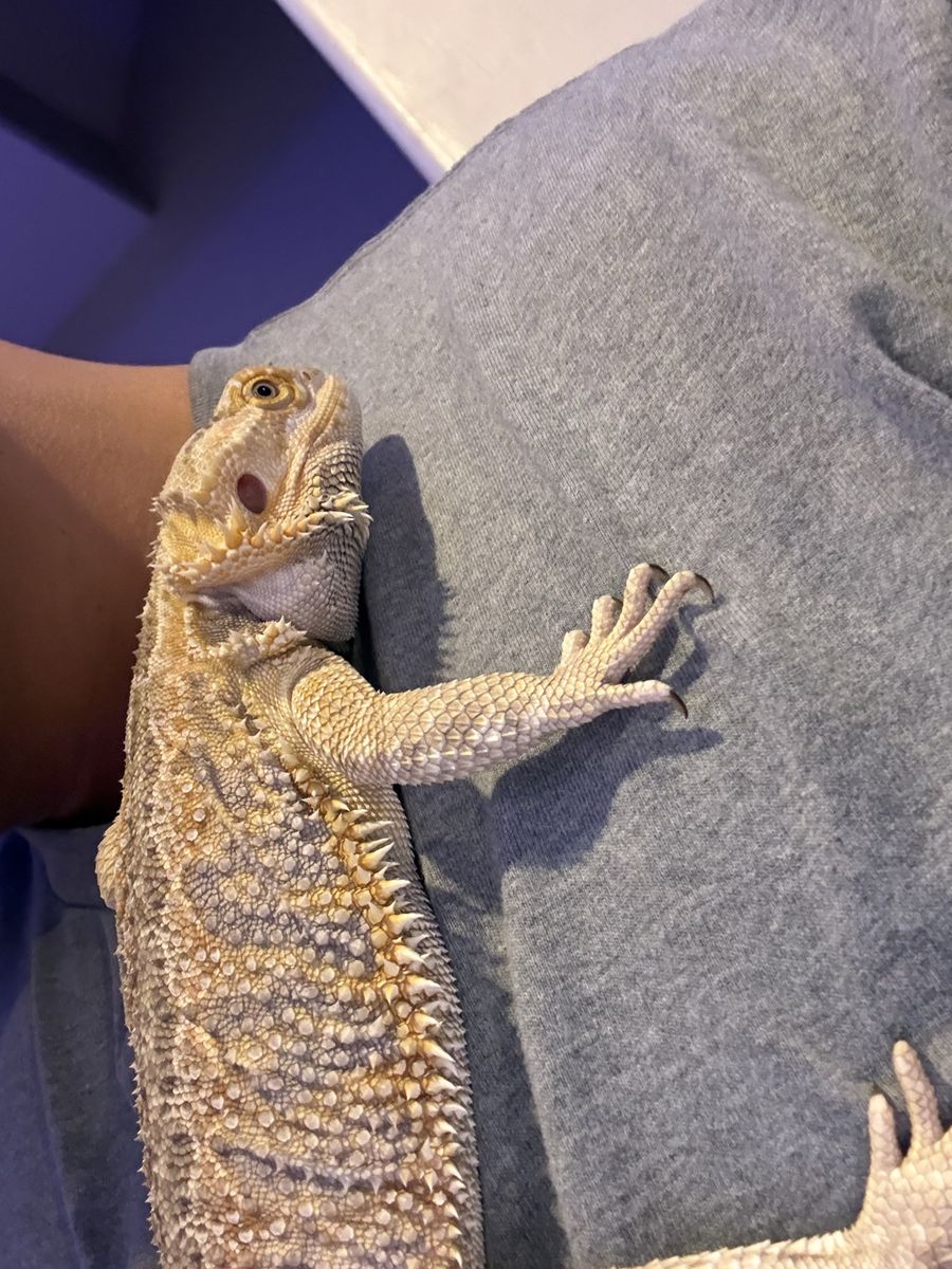 Bearded Dragon