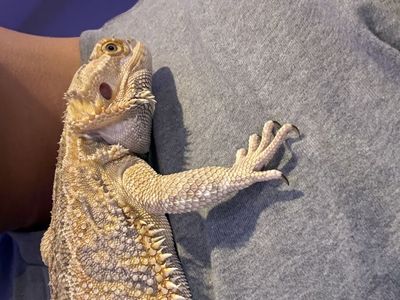 Bearded Dragon