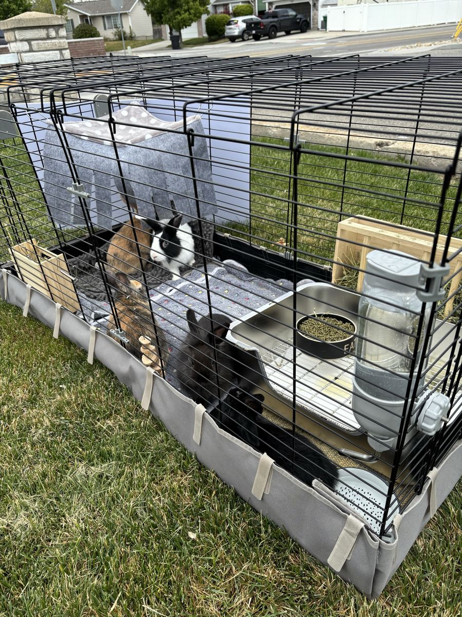Bunnies for sale
