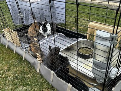 Bunnies for sale