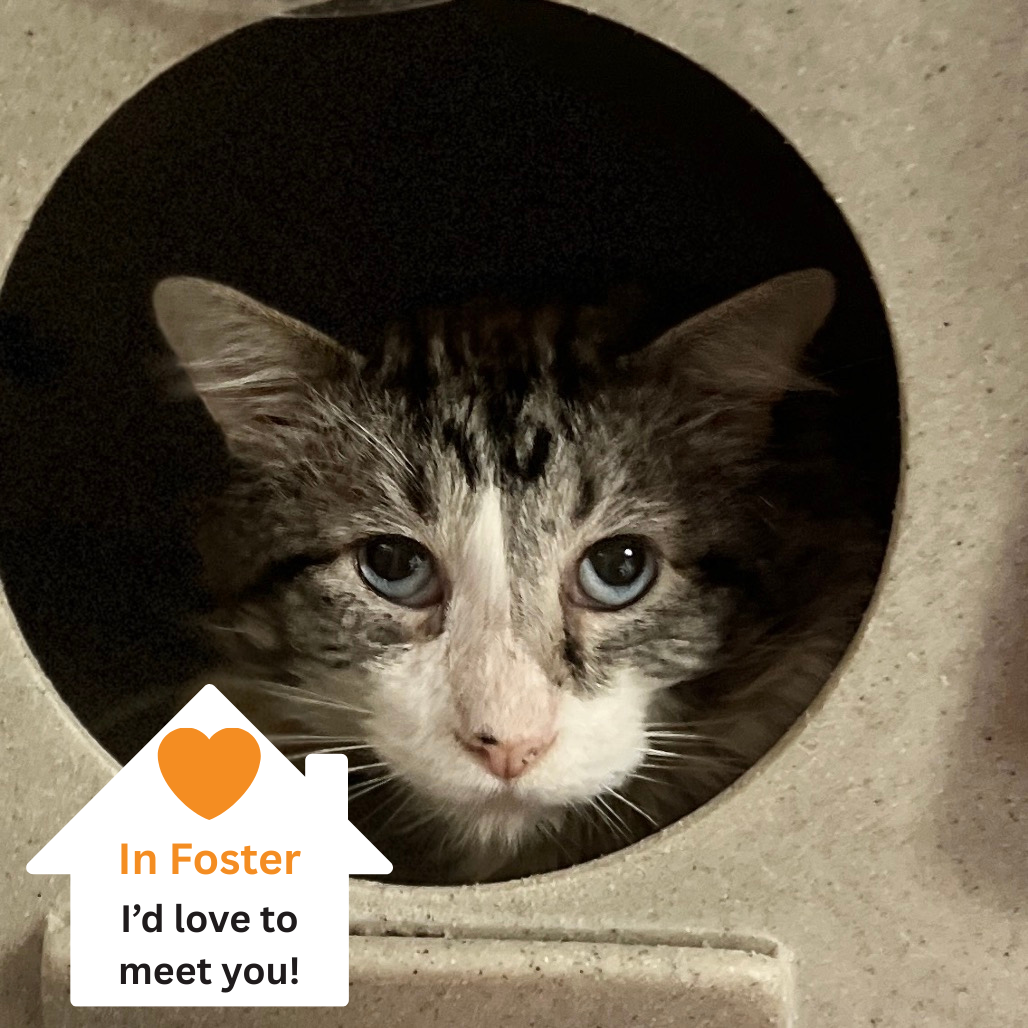 Hello my name is Clover Nook