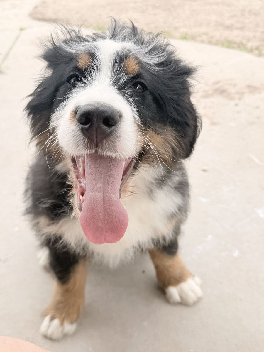 FEMALE Ultra Bernedoodle (almost 80% Bernese!) Started Training