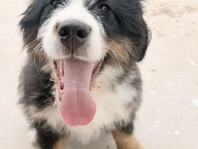 FEMALE Ultra Bernedoodle (almost 80% Bernese!) Started Training