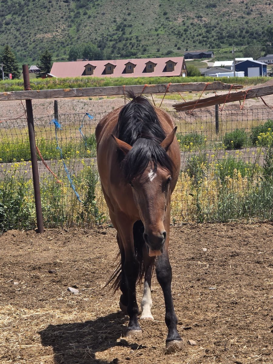 Andalusian mare