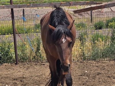 Andalusian mare