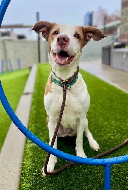 A160307 Jemma is Available for Adoption!