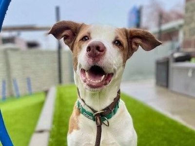 A160307 Jemma is Available for Adoption!