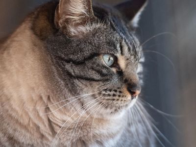 Hello my name is Sugarcane