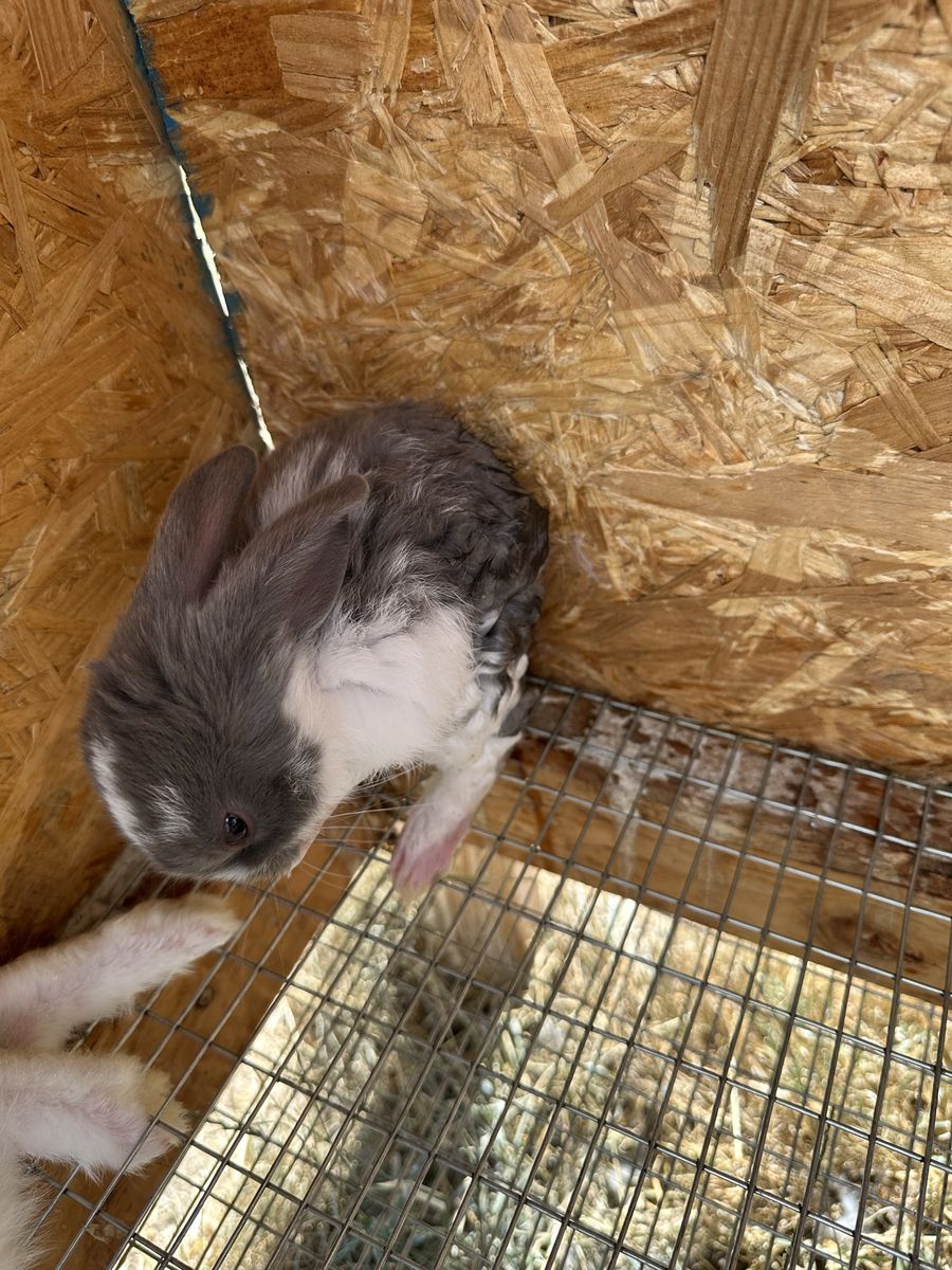 New Zealand Rabbits